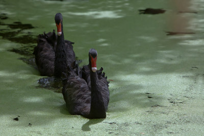 Black Swan. Sort svane