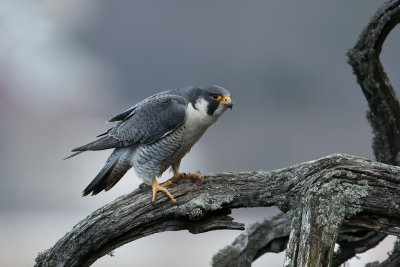 Peregrine Falcon. Vandrefalk