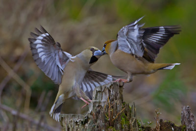 Hawfinch. Kjernebiter