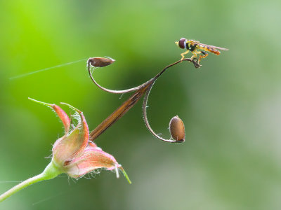 Fly on Geranium Seed