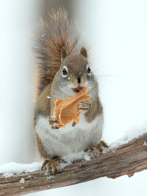 Red Squirrel with Peanut Butter