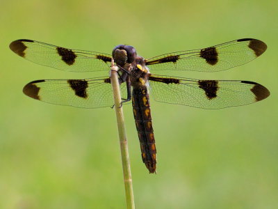 Twelve-spotted Skimmer Dragonfly