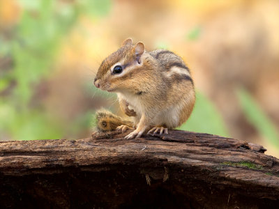 Chipmunk