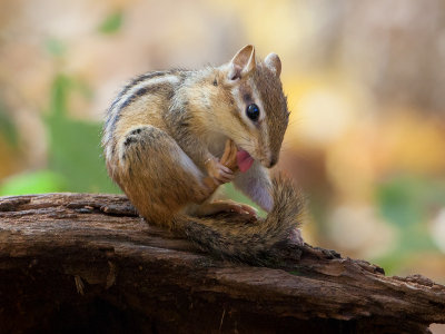 Chipmunk
