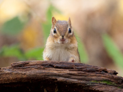 Chipmunk