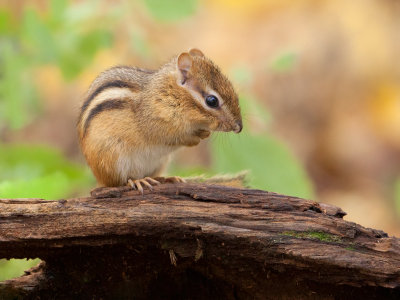 Chipmunk