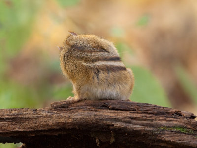 Chipmunk Doing Yoga