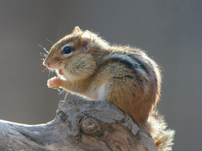 Chipmunk