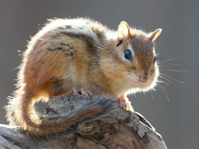 Chipmunk