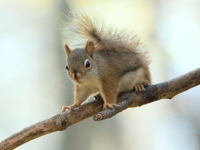 Red Squirrel