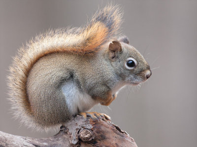 Red Squirrel