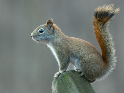 Red Squirrel