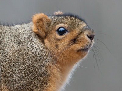 Fox Squirrel