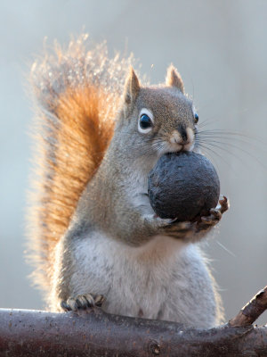 Red Squirrel with Black Walnut