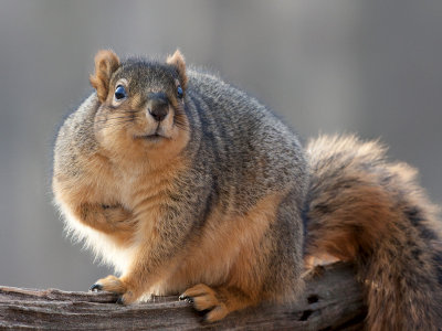 Fox Squirrel