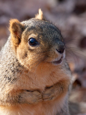 Fox Squirrel