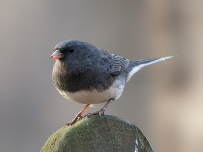 Junco