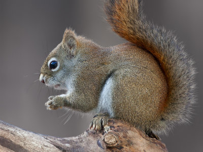 Red Squirrel