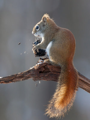 Red Squirrel with Black Walnut