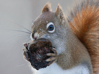 Red Squirrel with Black Walnut