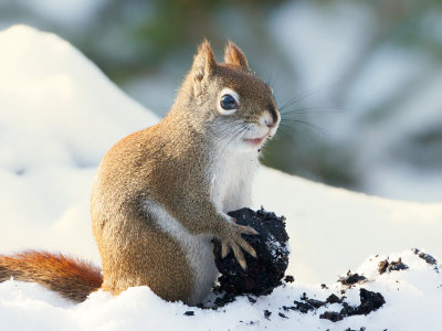 Red Squirrel with Black Walnut