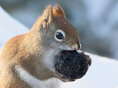 Red Squirrel with Black Walnut
