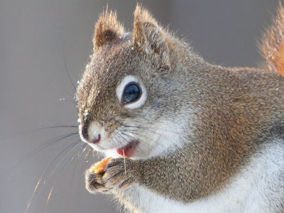 Red Squirrel with Peanut Butter