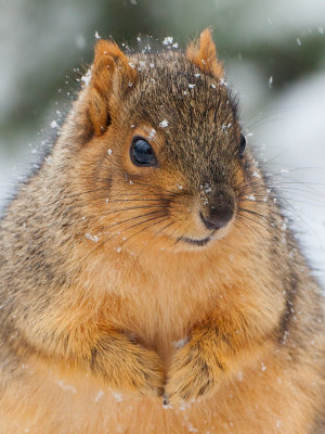 Fox Squirrel