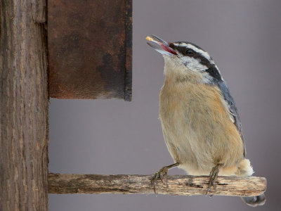 Red-breasted Nuthatch at Feeder with Peanut Butter and Cornmeal Mixture