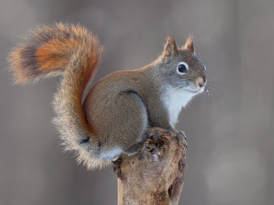 Red Squirrel