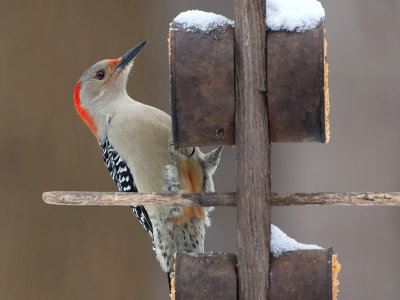 Red-bellied Woodpecker on Peanut Butter and Cornmeal Feeder