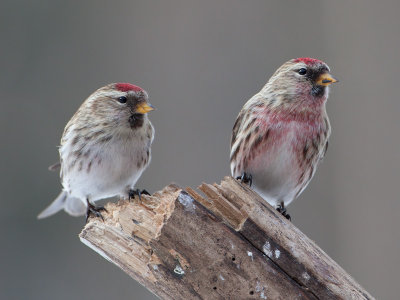 Common Redpolls