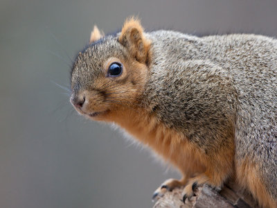 Fox Squirrel