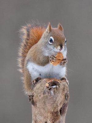 Red Squirrel with Peanut Butter