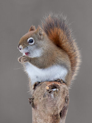 Red Squirrel