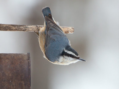 Red-breasted Nuthatch on Peanut Butter and Corneal Feeder