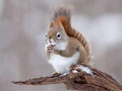 Red Squirrel