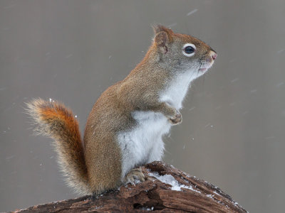 Red Squirrel with Part of Tail Missing