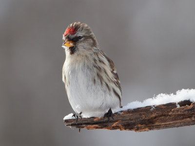 Common Redpoll