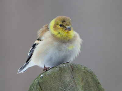 Fluffed-up Goldfinch