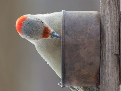 Red-bellied Woodpecker on Peanut Butter and Cornmeal Feeder