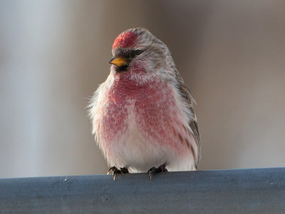 Common Redpoll