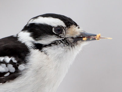 Downy Woodpecker Eating Peanut Butter