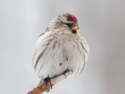 Common Redpoll