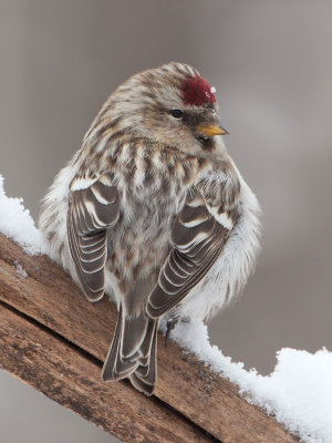 Common Redpoll