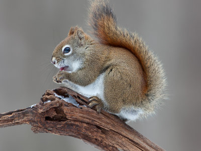 Red Squirrel