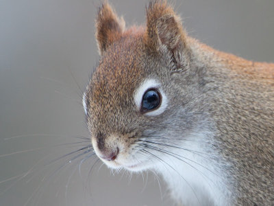 Red Squirrel