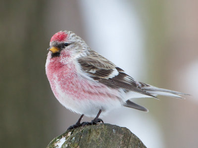 Common Redpoll