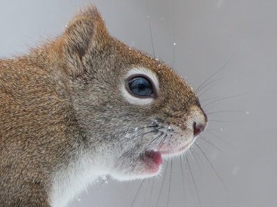 Red Squirrel