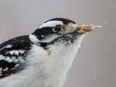 Downy Woodpecker Eating Peanut Butter